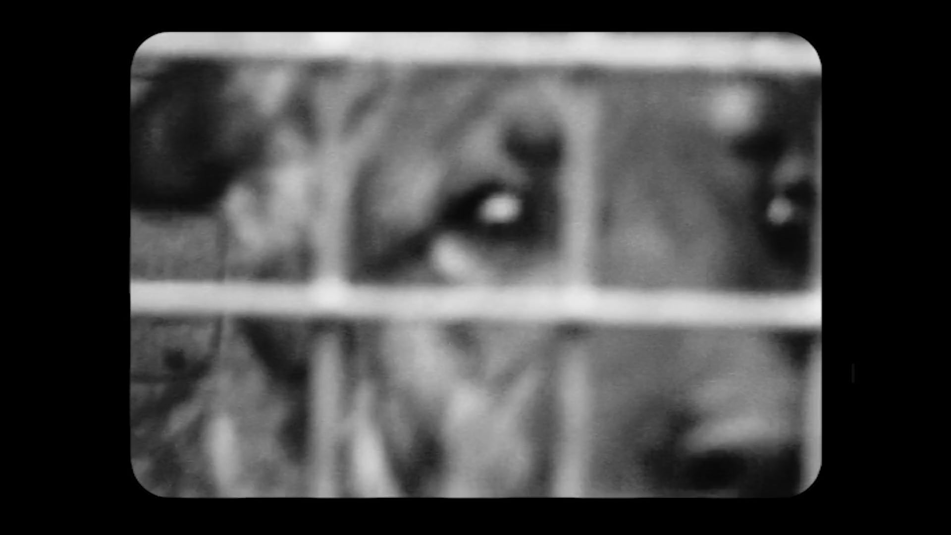 Stray Animal Mechanics